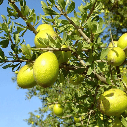 Argania Spinosa Fruit Seeds - Easy Planting