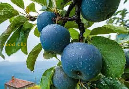 Blue Apple Fruit Seeds - Planting Guide for Success
