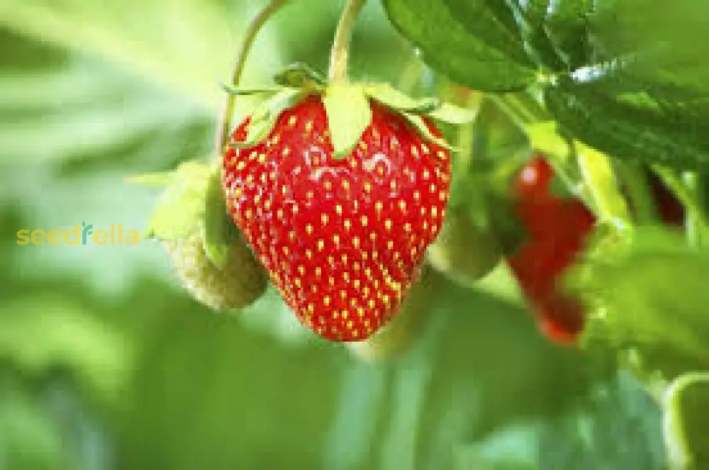 Erdbeere Strawberry Seeds for Planting - Grow Juicy Homegrown Strawberries