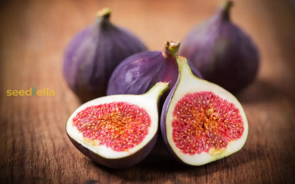 Fig Planting Seeds Collection Grow Fresh Figs in Your Garden
