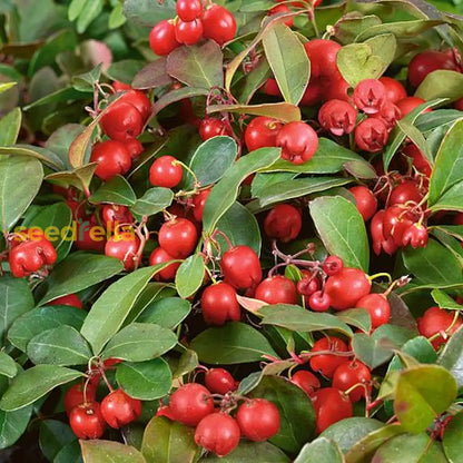 Gaultheria Fruit Seeds for Easy Planting Grow Evergreen Shrubs