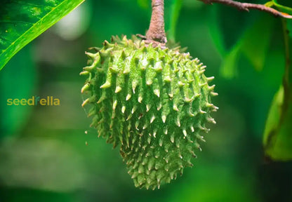 Graviola Fruit Seeds - Grow Delicious Soursop Fruit at Home