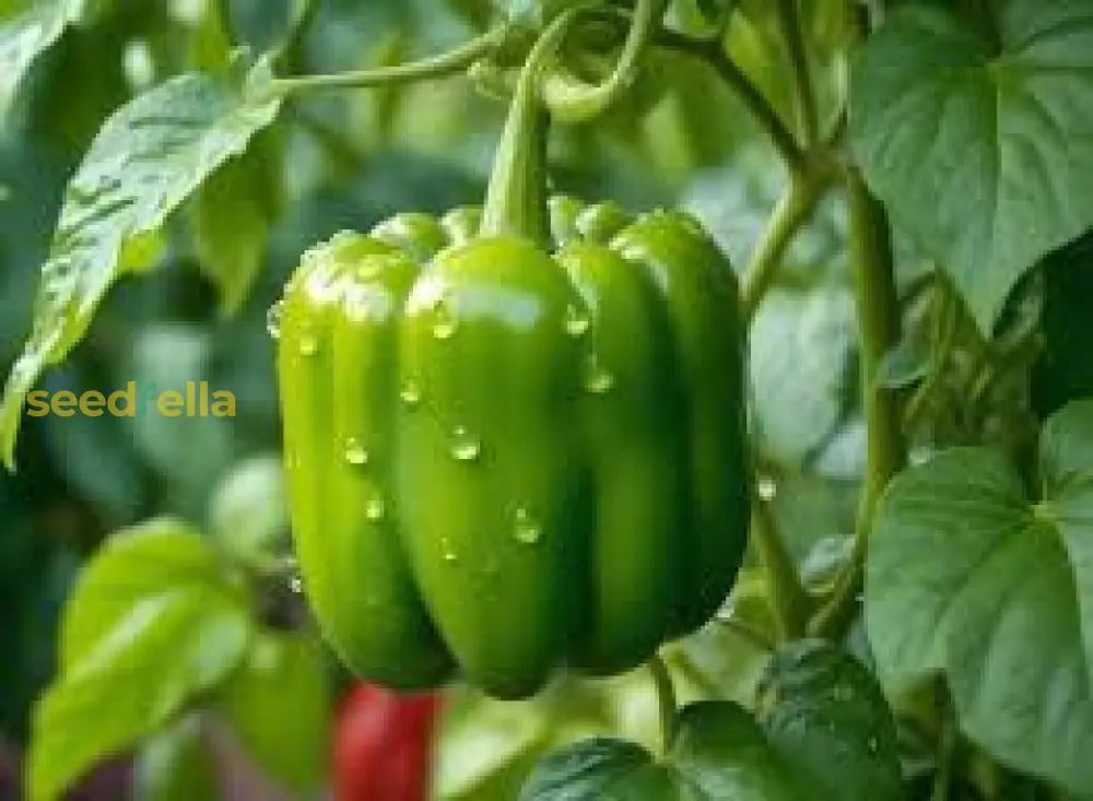 Green Bell Pepper Seeds Planting Guide