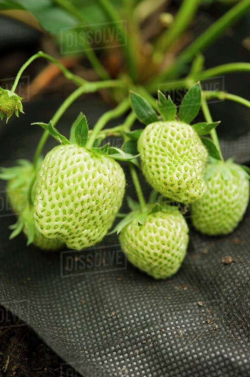 Green Strawberry Seeds for Planting