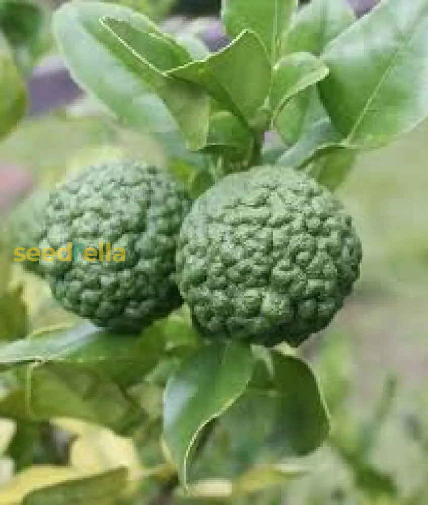 Kaffir Lime Seeds for Planting - Fresh Fruit Planting Collection
