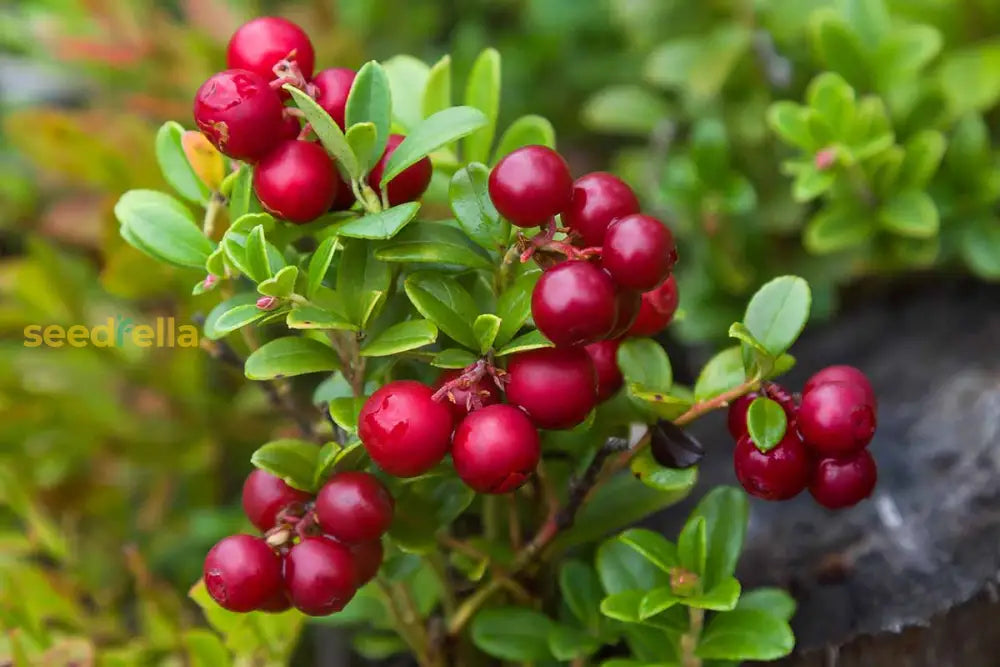 Lingonberry Seeds for Planting - Fresh Homegrown Berry Bush