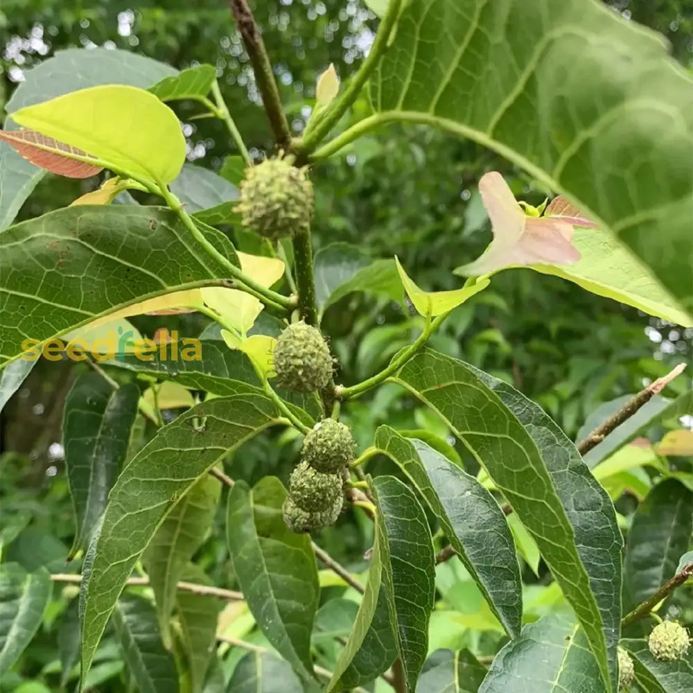 Maclura Fruit Seeds Planting Guide: Tips for Successful Growth