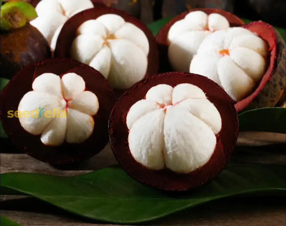 Mangostan Seeds for Planting Exotic Fruit Seeds for Home Gardening