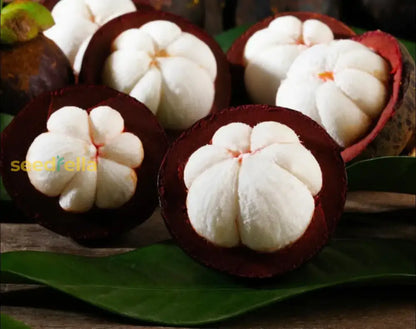 Mangostan Seeds for Planting Exotic Fruit Seeds for Home Gardening