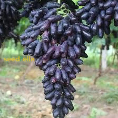 Mixed Trauben Fruit Planting Seeds Collection