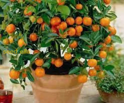Orange Fruits Seeds - Perfect for Planting and Growing