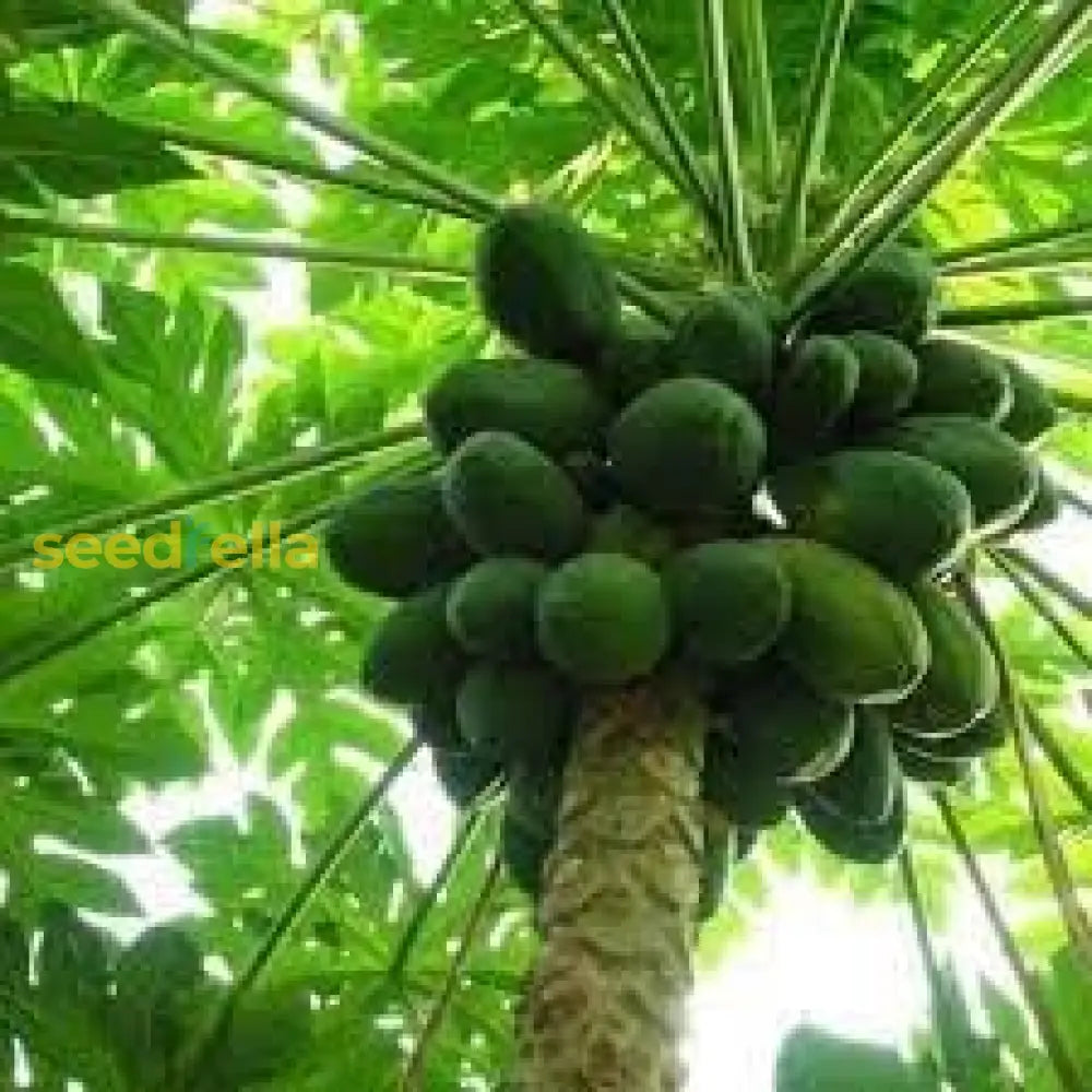 Papaya Seeds for Planting - Grow Delicious Tropical Fruits at Home