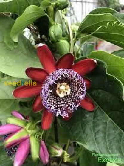 Passiflora Alata Fruit Seeds Planting 1 pcs