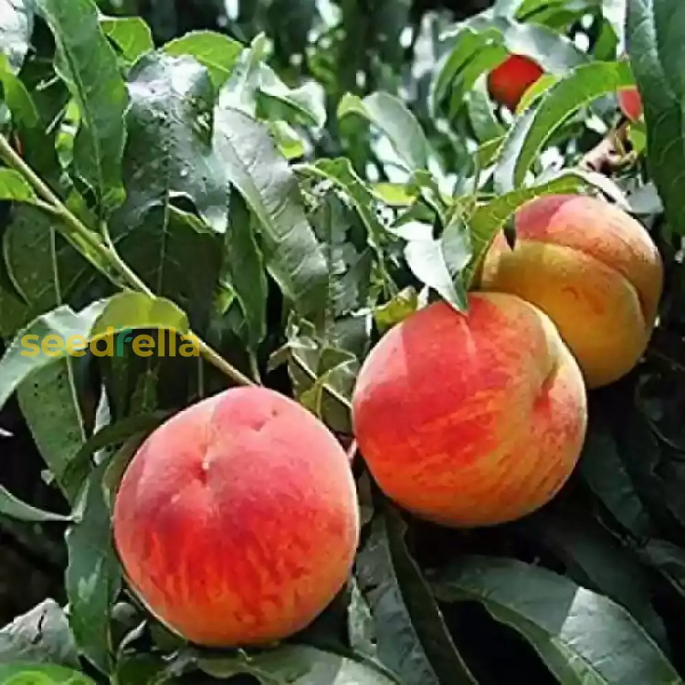 Peach Fruit Seeds Collection for Home Planting Grow Juicy Peaches