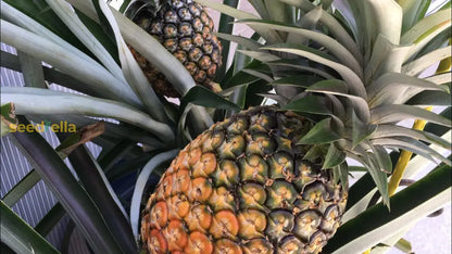 pineapple plant seeds Pineapple Seeds For Planting Grow Your Own Pineapple Fruits Organic Garden Seeds – Pure Asia Seeds