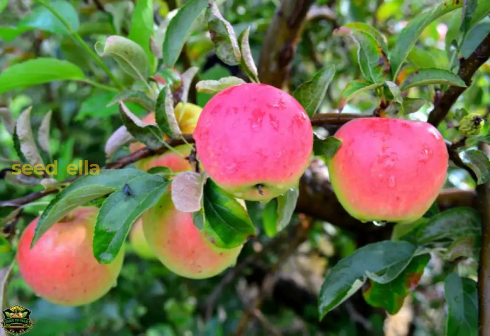 Pink Apple Fruit Seeds for Easy Planting