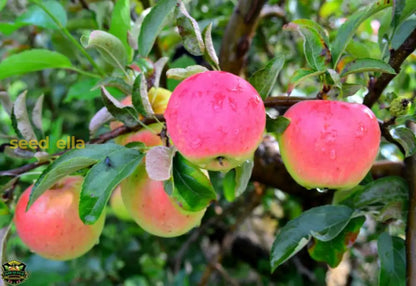 Pink Apple Fruit Seeds for Easy Planting