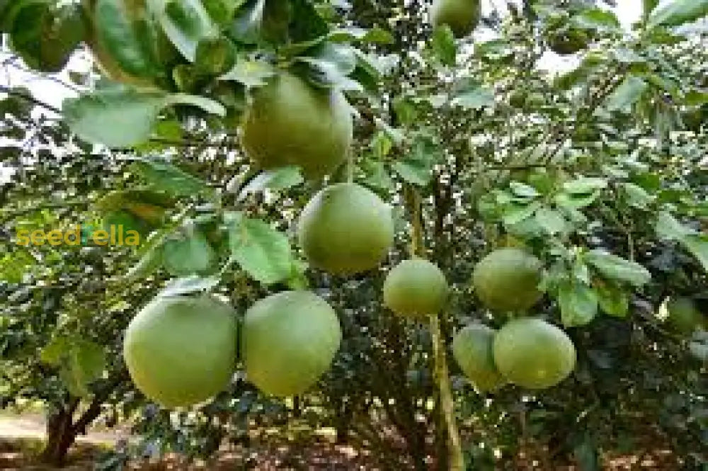 Pomelo Fruit Seeds for Planting - Grow Exotic Citrus Fruit at Home, Sweet & Juicy Pomelo Tree Seeds