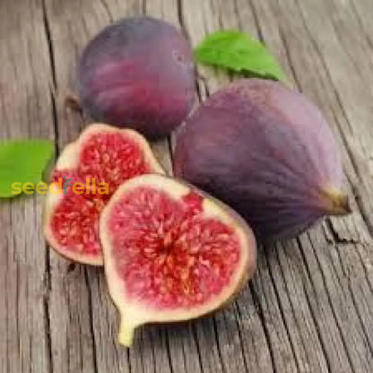 Red Fig Tree Seeds for Planting Seed for Lush, Sweet Harvests in Gardens and Backyards