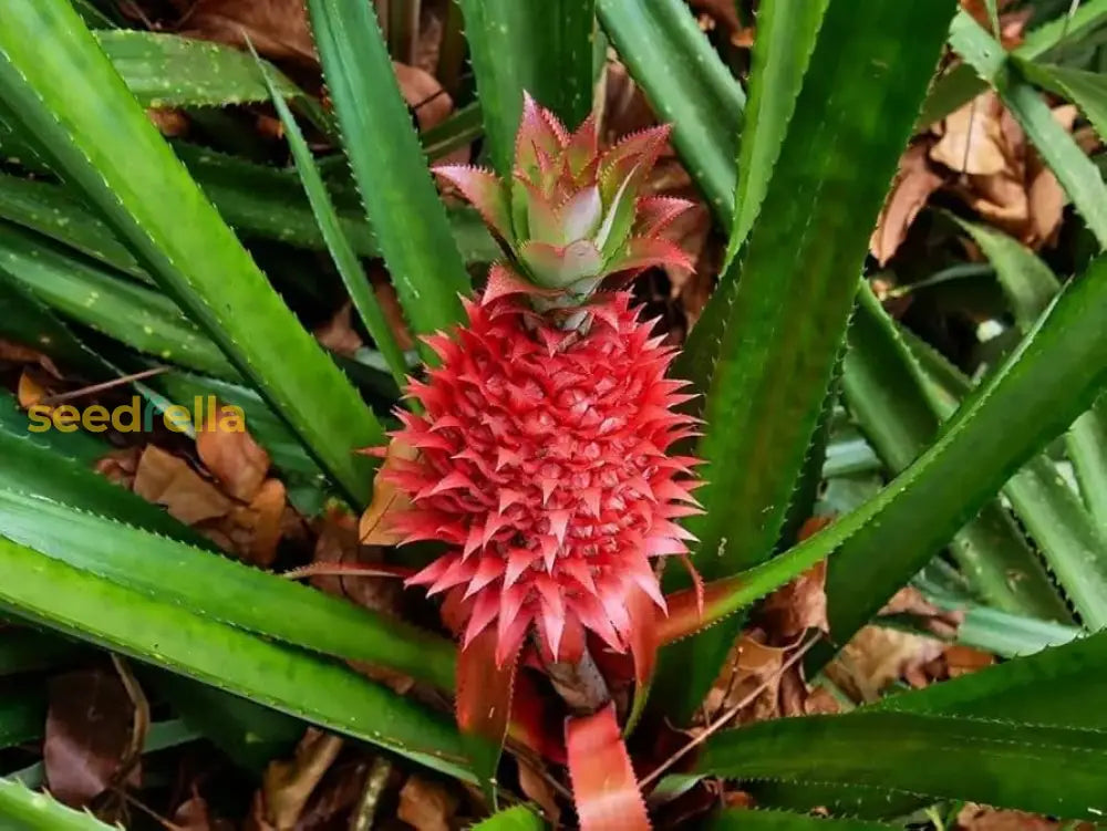 Red Pineapple Seeds for Easy Planting