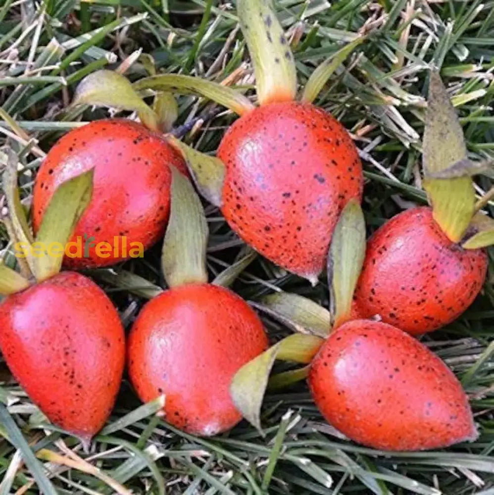 Red Rhombifolia Fruit Seeds for Planting