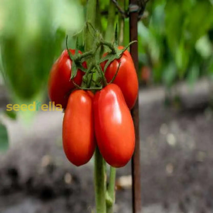 Red Scarlet Fruit Seeds for Planting Vibrant & Delicious Garden Addition
