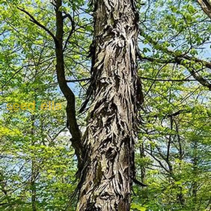 Shagbark-Hickory-Samen zum Pflanzen