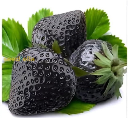 Strawberry Fruit Seeds for Planting Seed for Lush, Sweet Harvests Ideal for Gardeners Seeking