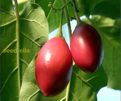 Tamarillo Planting Essentials for Your Garden - Seed for Delicious Harvests