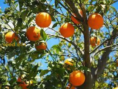 Tangerine Fruit Seeds for Easy Planting Homegrown Citrus Delight
