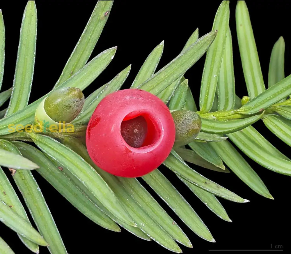 Eibe Samen Zum Pflanzen Für Üppiges Eibenwachstum In Ihrem Garten Samen Für  Üppiges Laub Und Zeitlose Eleganz Biologische Gartensamen – Pure Asia Seeds