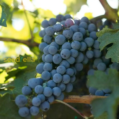 Uva Trepadoras Climbing Fruit Seeds for Planting: Grow Your Own Delicious Grapes