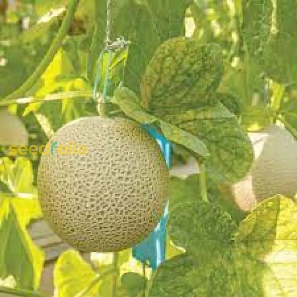 White Muskmelon Fruit Growing Essentials - Seed for Juicy and Refreshing Harvests