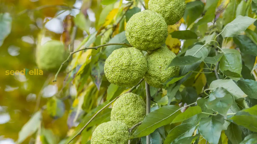Yellow Maclura Fruit Seeds Planting