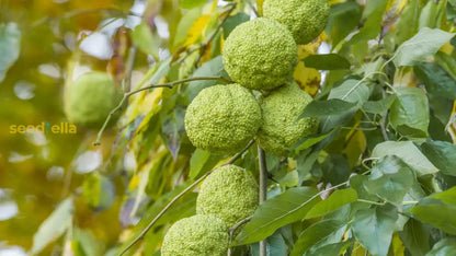 Yellow Maclura Fruit Seeds Planting