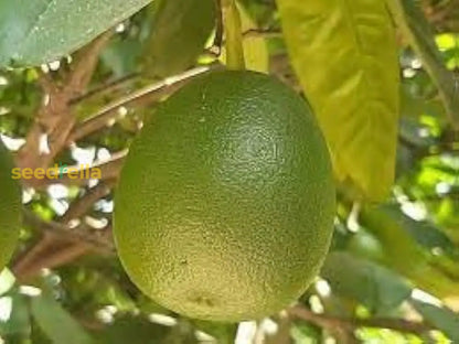 Yellow Mini Pummello Fruit Seeds for Planting
