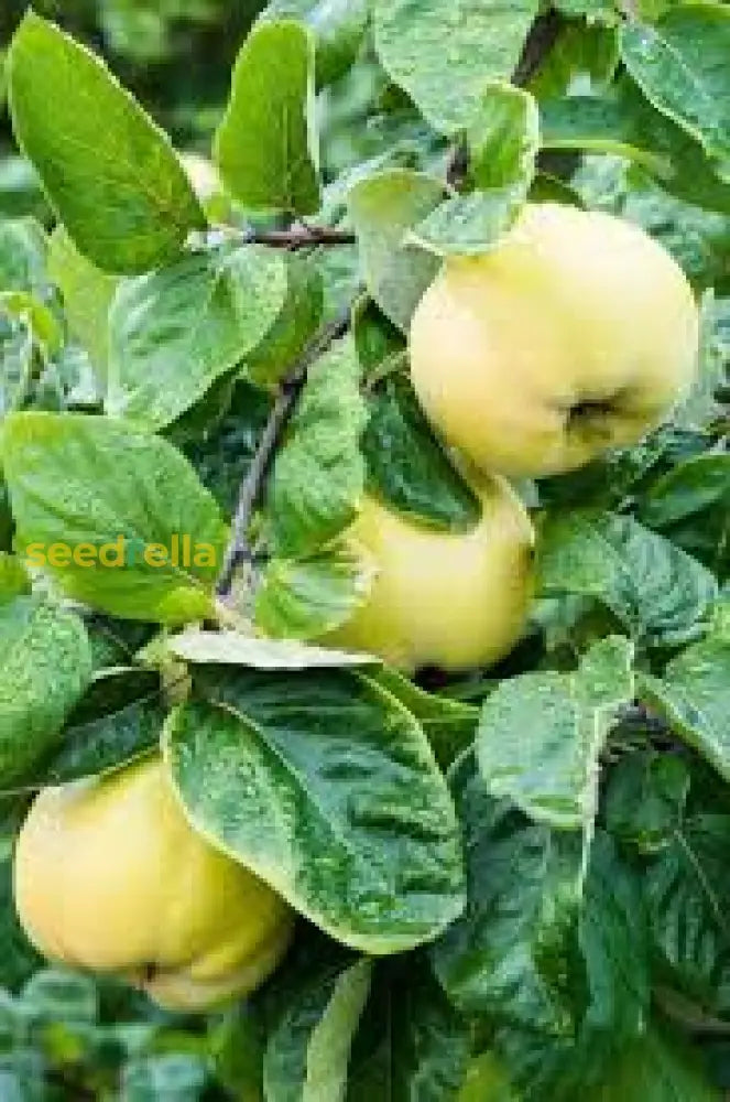 Yellow Quince Seeds for Planting Grow Your Own Fruit