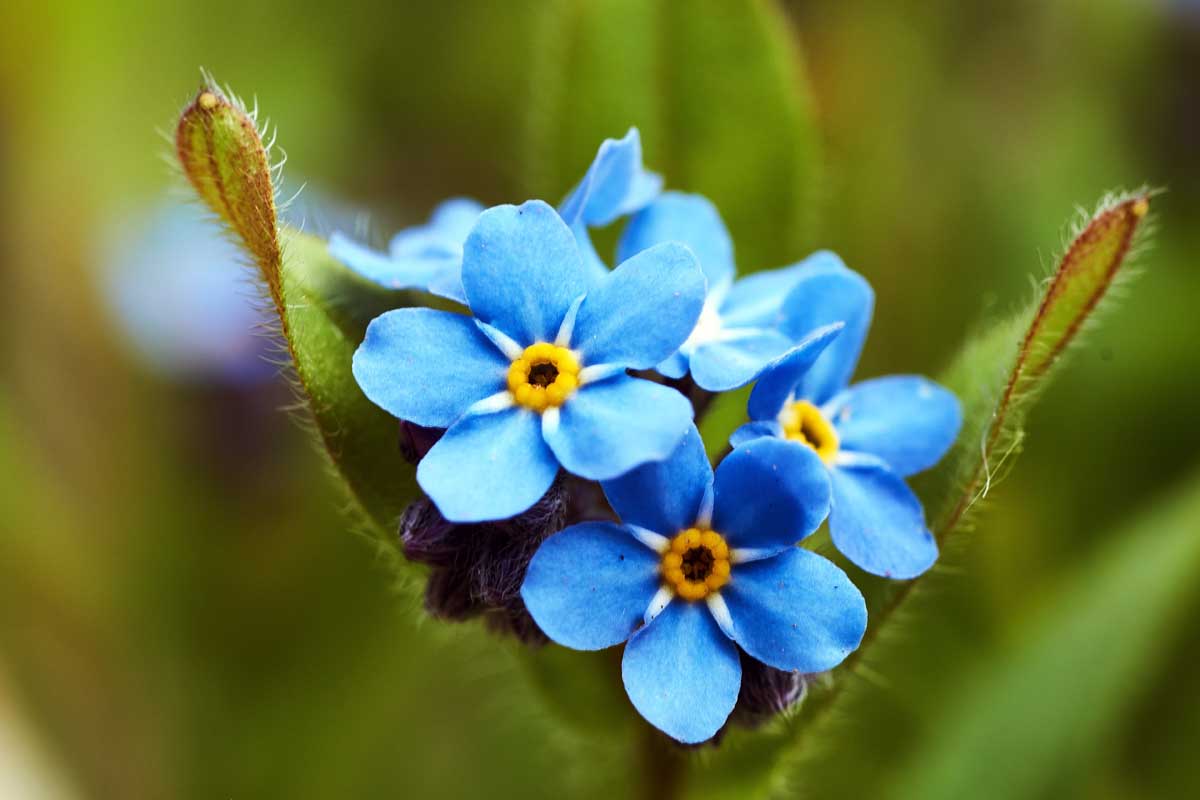 Non-GMO Myosotis Seeds for Gardening
