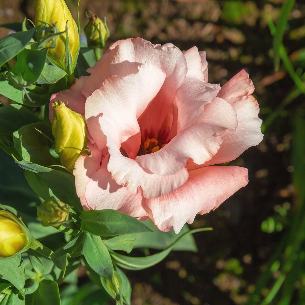 Pink and White Eustoma Plants