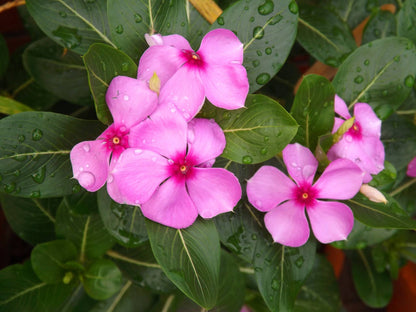 Catharanthus Roseus Flower Seeds