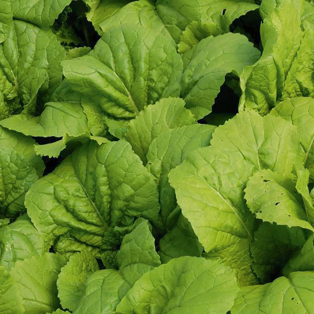 Mustard Green Vegetable Seeds