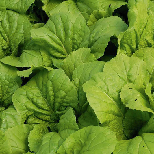 Mustard Green Vegetable Seeds