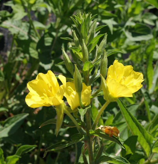 Common Evening Primrose Flower Seeds