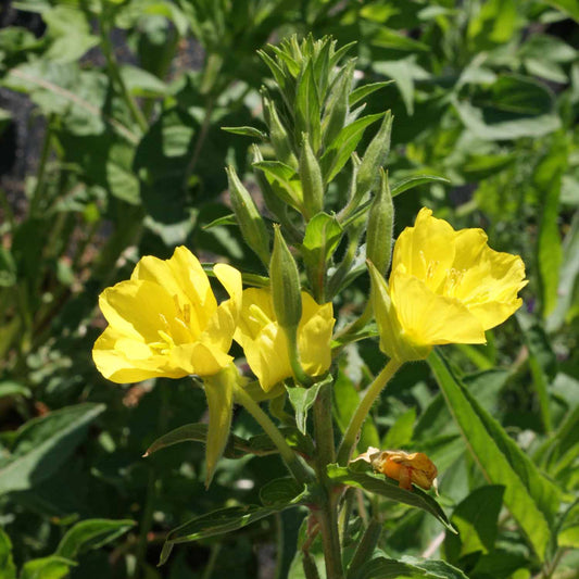 Yellow Evening Primrose Flower Seeds