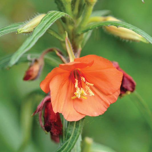 Oenothera Versicolor 'Sunset Boulevard' Flower Seeds
