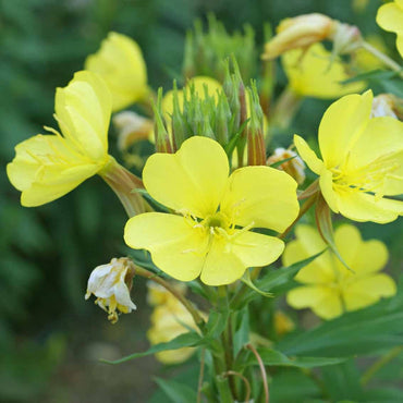 Evening Primrose Oenothera Lamarckiana Flower Seeds