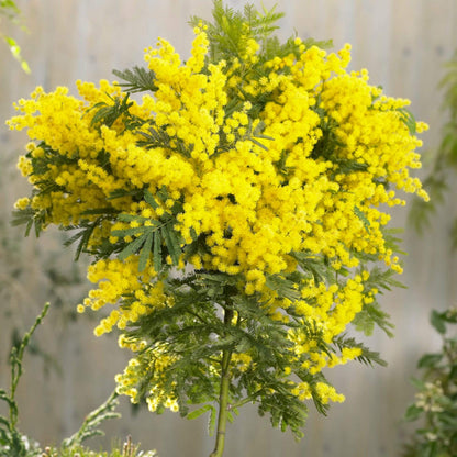Golden Mimosa Flower Seeds