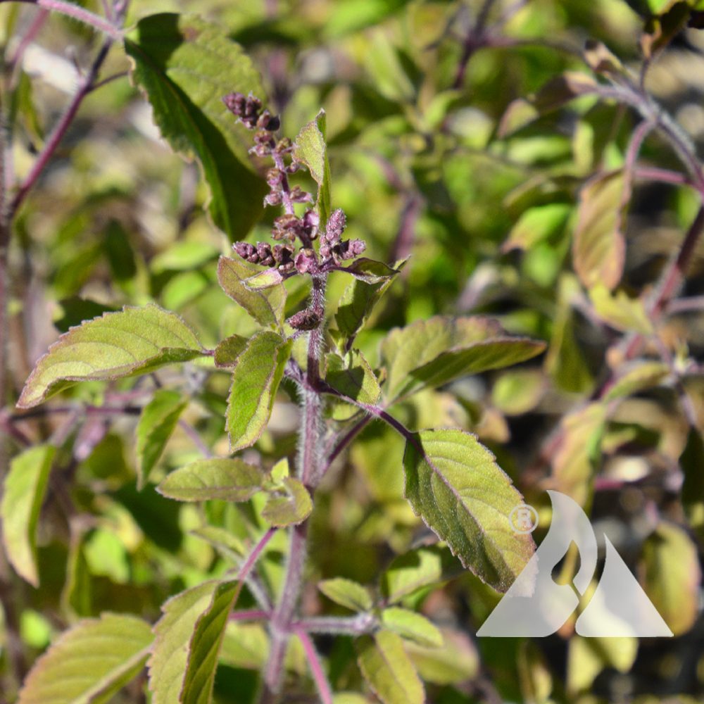 Holy Basil (Tulsi) Herb Seeds