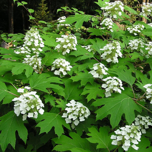 Eichenblatthortensien-Blumensamen