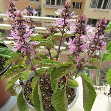 Semi di Erba di Ocimum Gratissimum